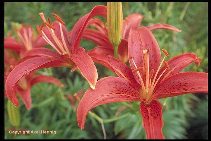 Yong-In Everland (2)