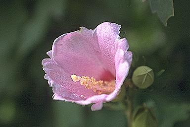 national flower: Mu-Gung-Hwa
